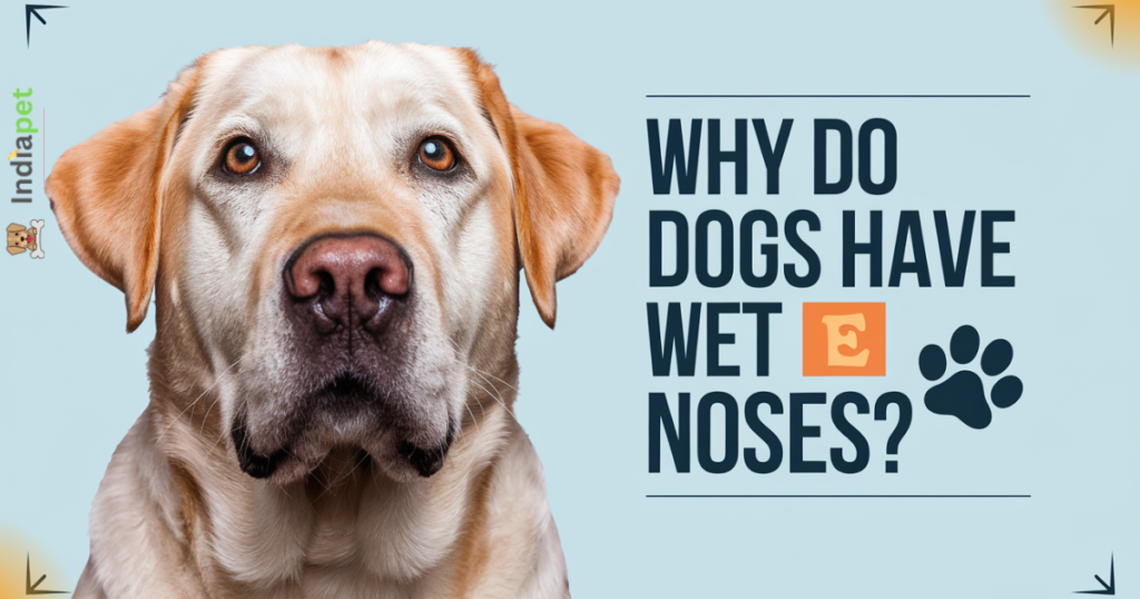 Why do dogs have wet noses? - Know Reasons