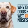 Why do dogs have wet noses? - Know Reasons