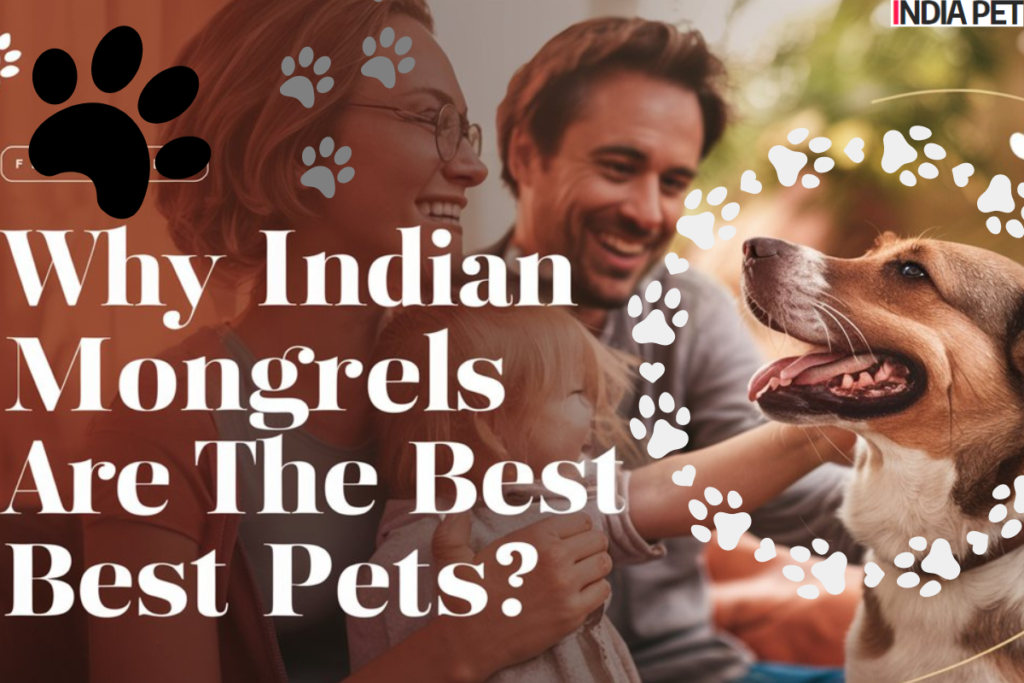 Why Indian Mongrels Are the Best Pets