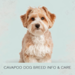 A Cavapoo Dog Breed Info you get in this article.