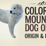 "Colorado Mountain Dog standing in a picturesque landscape."