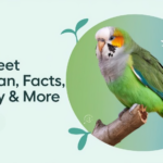 Monk Parakeet Lifespan