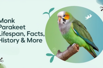 Monk Parakeet Lifespan