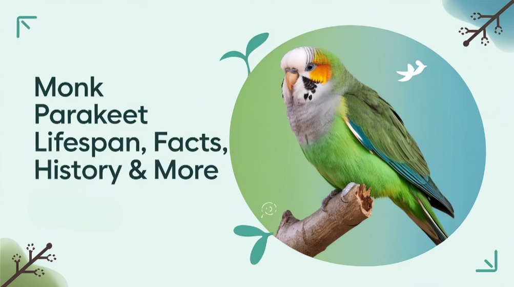 Monk Parakeet Lifespan