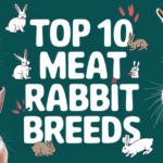 Top 10 Meat rabbit Breeds