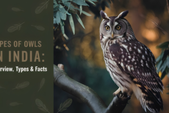 "Types of Owls in India and Indian Eagle Owl perched on a branch with its large orange eyes and ear tufts."