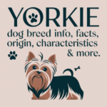 "A small Yorkie Dog Breed Info they are silky brown and grey fur sitting on a couch."