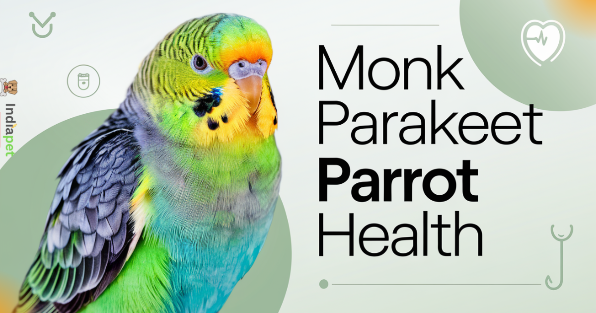 monk parakeet parrot Health