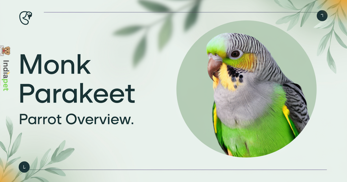 monk parakeet parrot overview