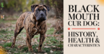 "Black Mouth Cur Dog standing, showing its black muzzle and muscular build."