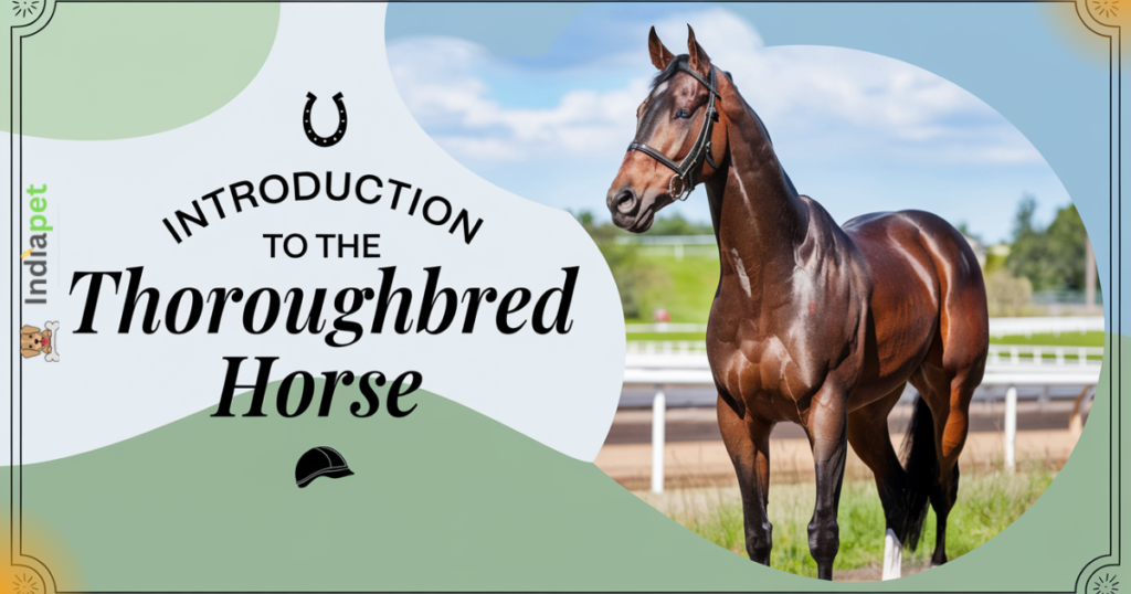 we know Thoroughbred horse price and as you can see the images standing in a field showcasing its strong build and elegance